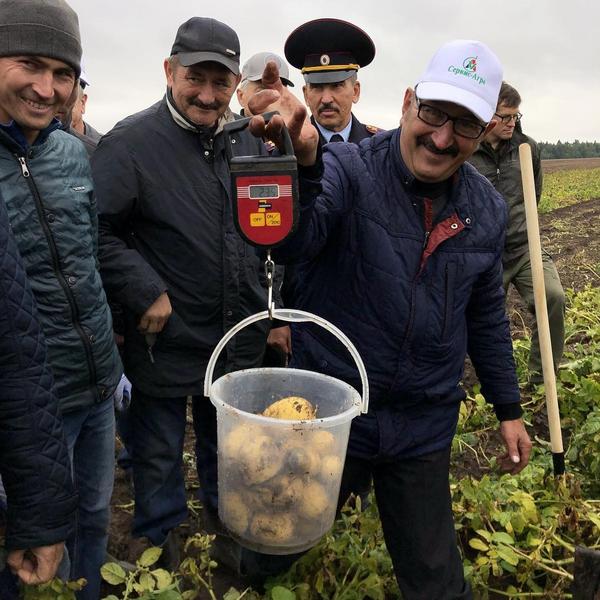 Рустам Минниханов опубликовал фотографии со сбора картошки в Арском районе РТ