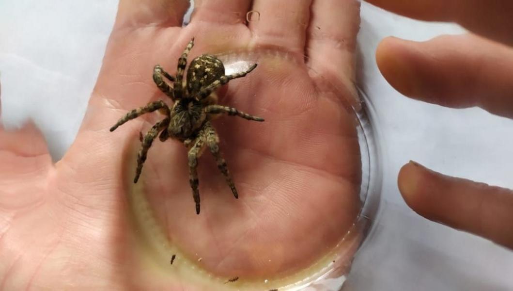 За три дня в Тукаевском районе и Челнах обнаружили второго тарантула