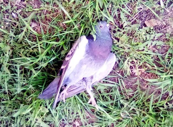 Птичий мор: в казанском парке Урицкого начали умирать голуби