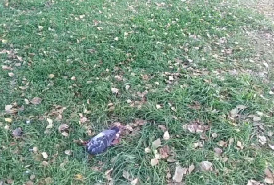 Птичий мор: в казанском парке Урицкого начали умирать голуби