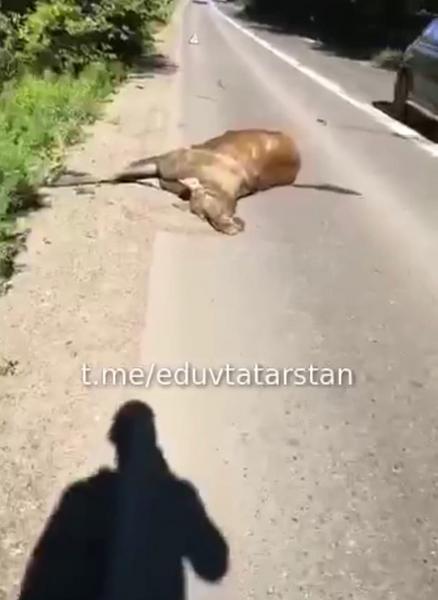 В Татарстане водитель Porshe насмерть сбил выбежавшего на дорогу лося