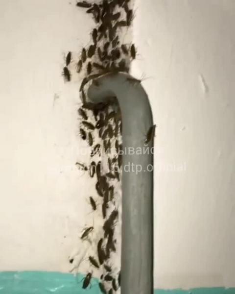 Жителей Казани атакуют тараканы