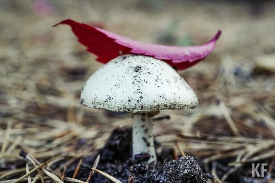 «Самое страшное, когда люди приходят к врачу и не могут сказать, какие грибы съели»
