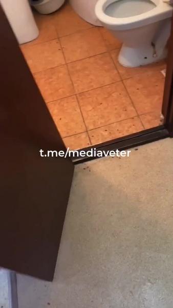 Студенты КФУ сняли на видео тараканов в общежитии Деревни Универсиады