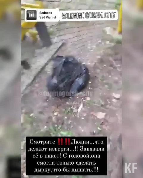 В Лениногорске неизвестные живодеры бросили погибать в пакете щенка