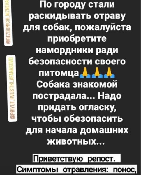 Соцсети: в Нижнекамске раскидан яд для уничтожения собак