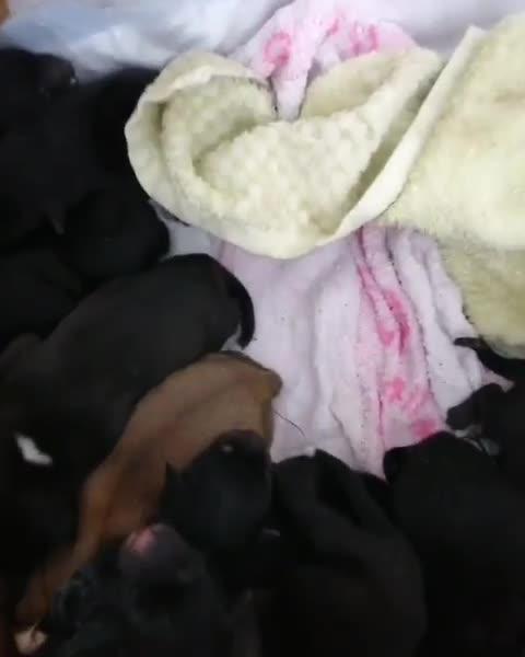 Жительницы Камских Полян спасли щенков от жестокого хозяина