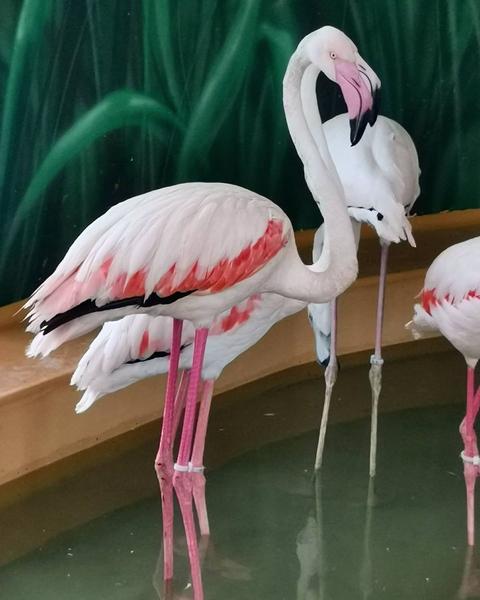 В казанский зоопарк «Река Замбези» завезли новых розовых фламинго