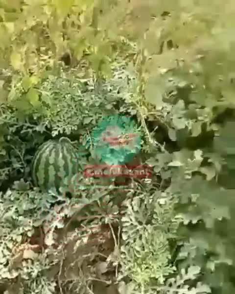 Дорожники нашли выросшие на берегу татарстанской реки арбузы