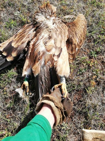 В Альметьевском районе из-за линий электропередач погиб орёл В Альметьевском районе из-за линий электропередач погиб орёл