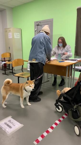 В Казани оборудованы избирательные участки, где можно проголосовать с собаками В Казани оборудованы избирательные участки, где можно проголосовать с собаками