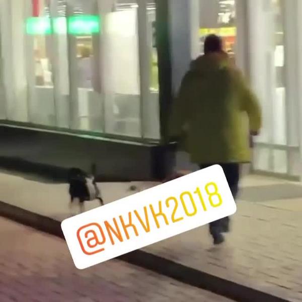 В Нижнекамске ребенка покусала домашняя собака