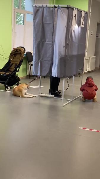 В Казани оборудованы избирательные участки, где можно проголосовать с собаками В Казани оборудованы избирательные участки, где можно проголосовать с собаками