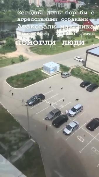 Своры собак нападают на жителей посёлка Васильево
