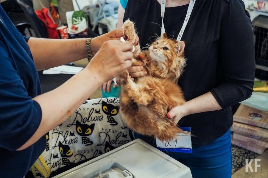 «В 90% клиник можно получить ощутимую помощь»: Как развивается ветеринарный бизнес в Татарстане?