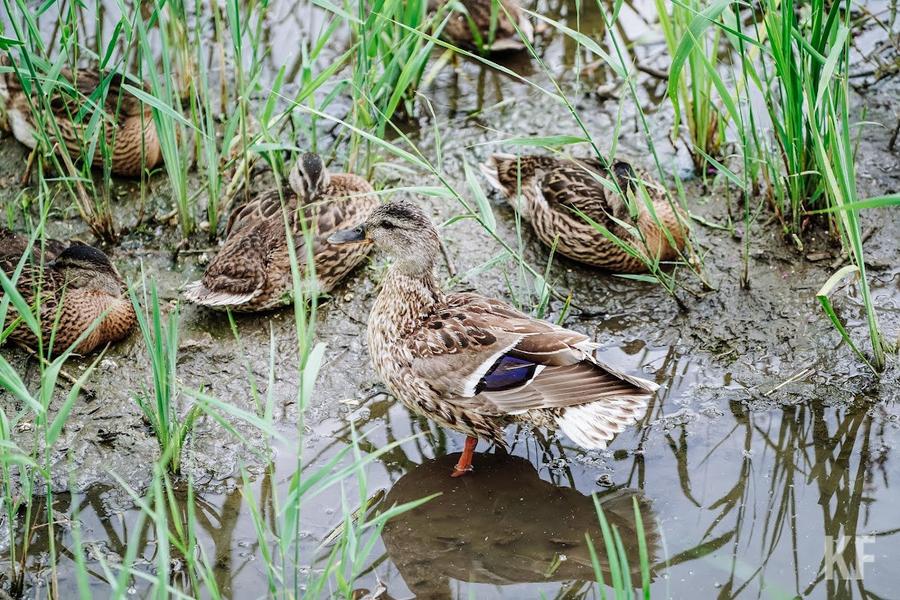 «Благоустройство территории там необходимо»: парк «Кырлай» переносят на особо охраняемую природную территорию