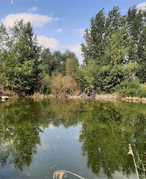 Экологи отобрали пробы воды в «покрасневшем» казанском озере