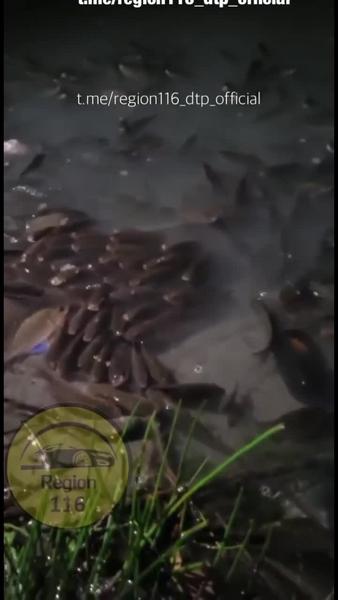 Массовый мор рыбы заметили казанцы в озере в Парке Победы