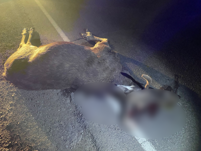 На промзоне в Нижнекамске водитель сбил насмерть лося На промзоне в Нижнекамске водитель сбил насмерть лося