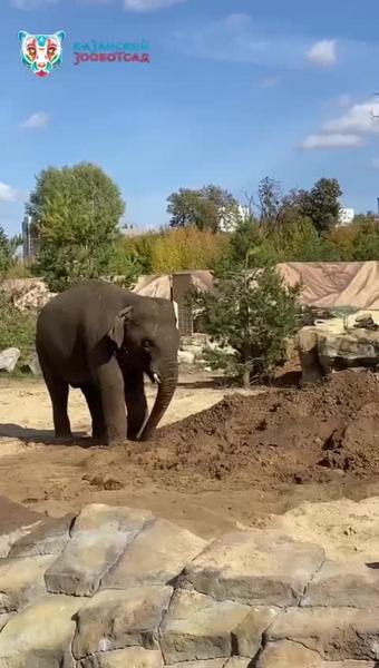 Зоопарк Казани показал видео со слоненком, принимавшем грязевые ванны