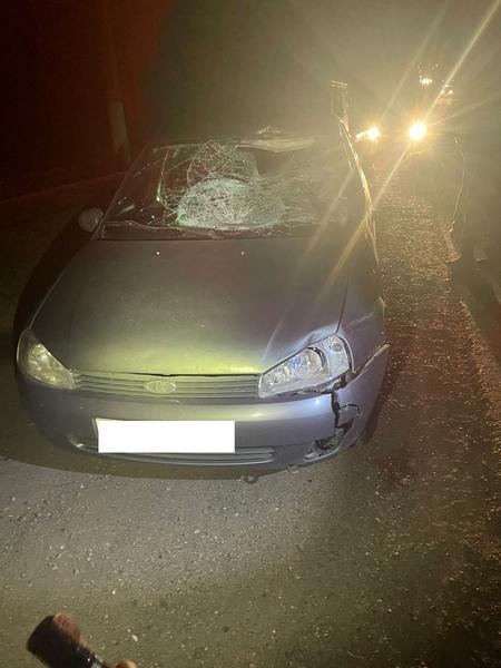 На промзоне в Нижнекамске водитель сбил насмерть лося На промзоне в Нижнекамске водитель сбил насмерть лося