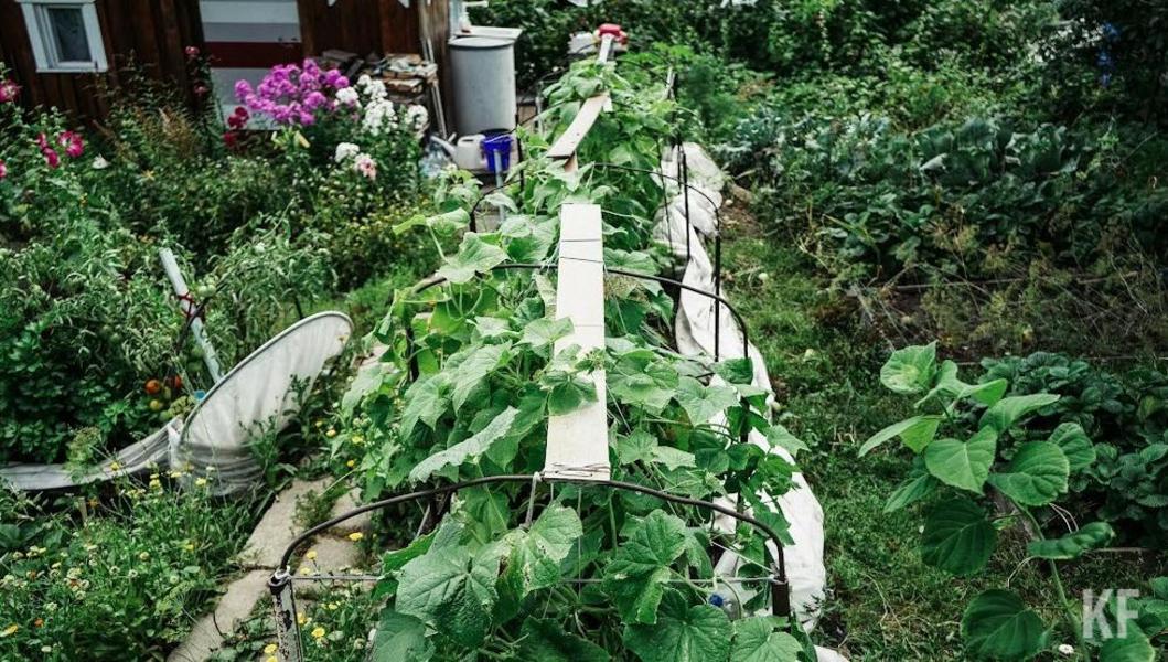 В движении садоводов Татарстана раскол и объединение «в одном флаконе»