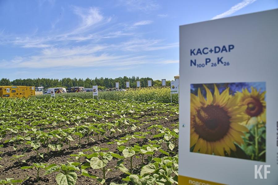 «Опасений по продукции мы не видим»: какой урожай собрали аграрии Татарстана