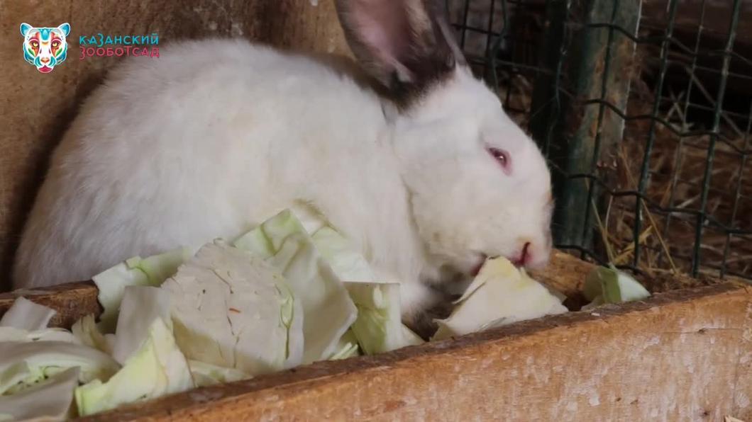 Зоопарк Казани поделился топ-6 интересными фактами о кроликах