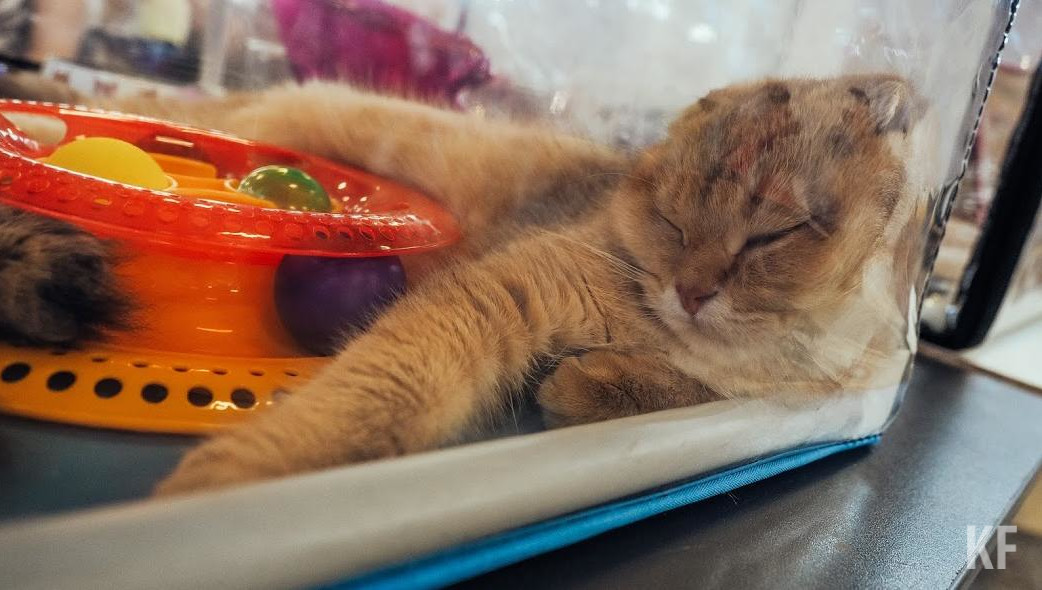 В поселке Тенишево создают центр редких видов этих животных.