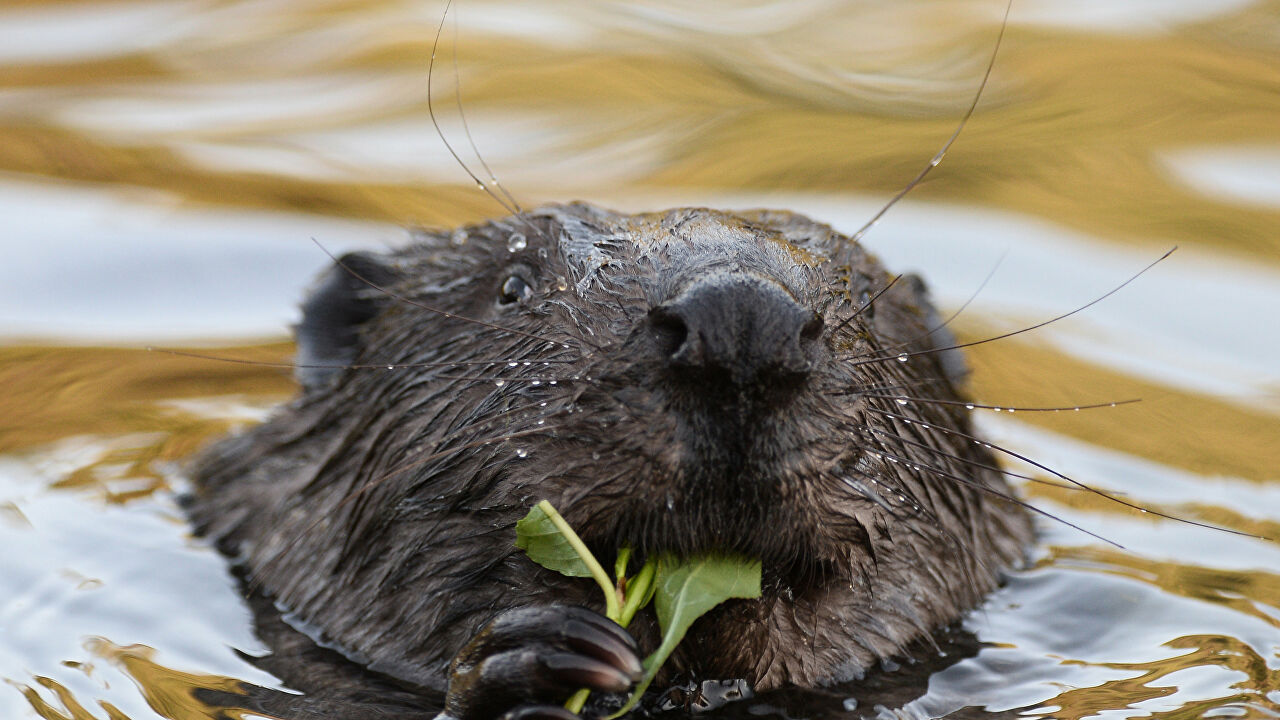 чем сломать бобровые плотины на реке