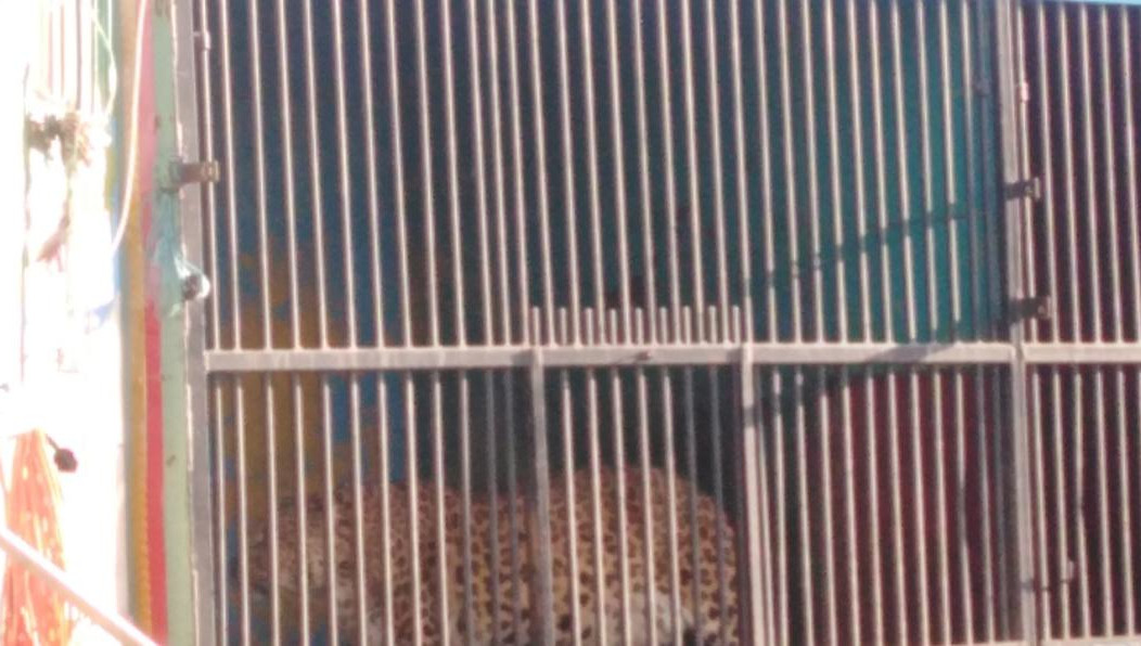 На ужасное содержание зверей пожаловались местные жители.