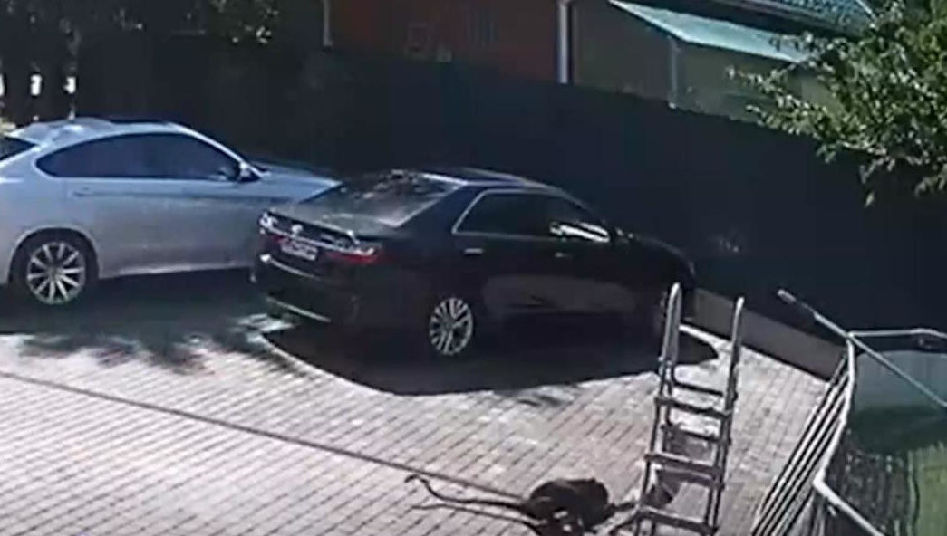 Также хозяева животного поддерживают связь с пострадавшими.