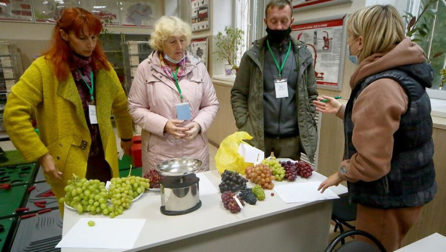 Журналист KazanFirst Сергей Исичко побывал на выставке &laquo;Дары садов и виноградников&raquo;. Участники успешно выращивают виноград для собственных нужд