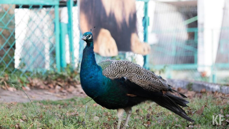 Скоро птиц станут выпускать из зоопарка на прогулку