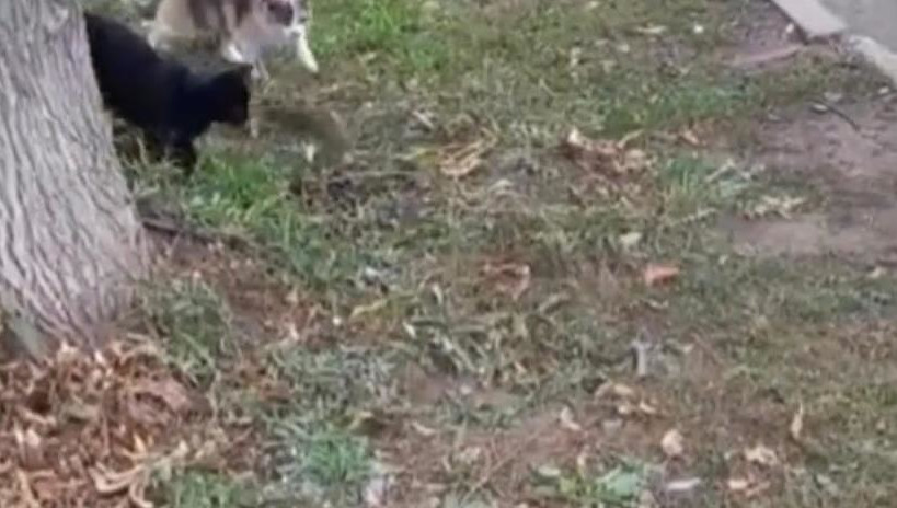 Жители сняли на видео