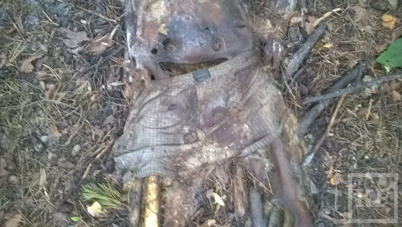 Мужской скелет нашли прохожие в лесу поселка Красный Ключ Нижнекамского района