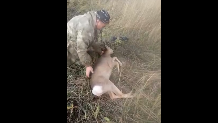 Животное вывезли в привычную среду обитания.
