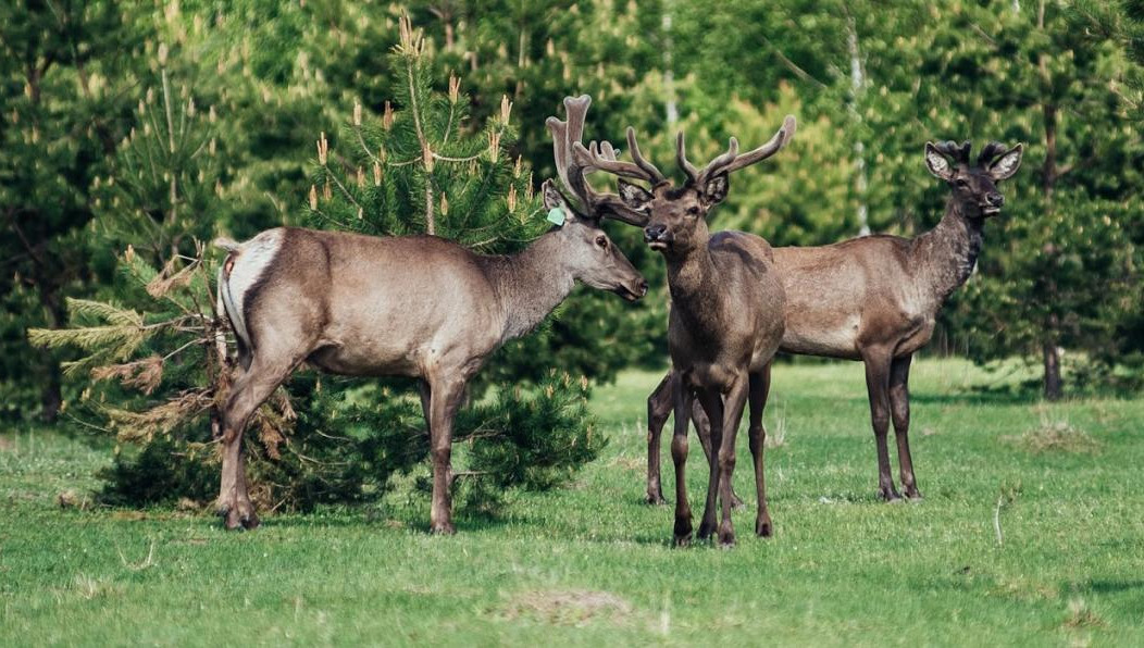 Среди убитых животных