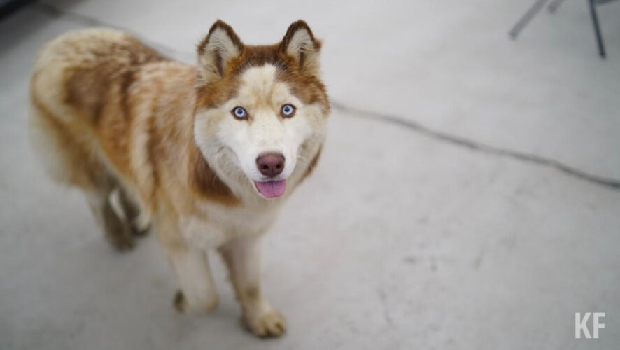 Пес был измучен