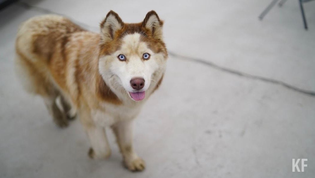 Пес был измучен