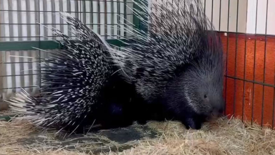 Пол детеныша пока неизвестен.