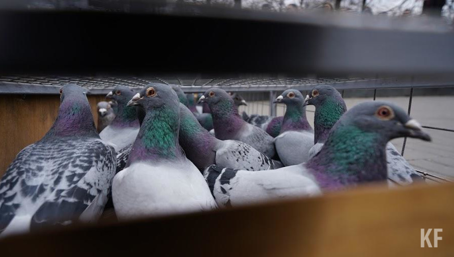 В администрации Вахитовского района ответили