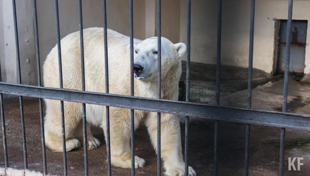 Площадь и высота вольера не соответствуют установленным требованиям