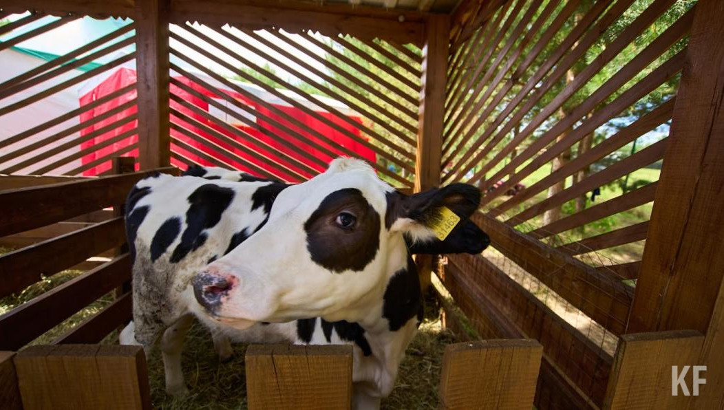 Здоровых животных из зоны вспышки заболевания реализовали на Джалильское предприятие.