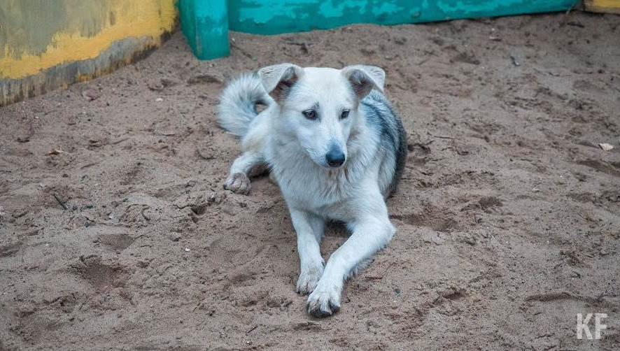 От властей и жителей Малошильнинского сельского поселения поступило 33 заявки на отлов бродячих собак