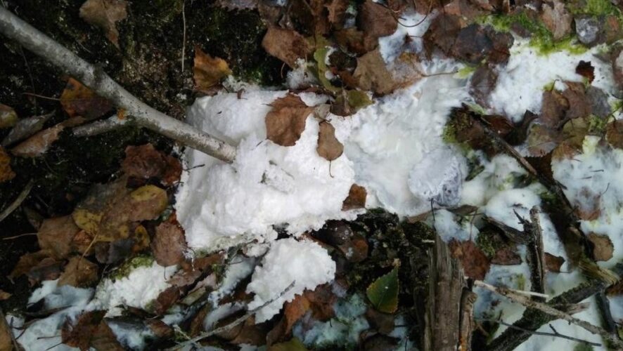 Следы белых кристаллических отходов на территории 100 кв. м обнаружили экологи во время рейда в Кировском районе Казани
