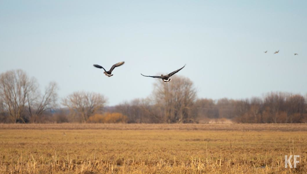 Некоторые виды занесены в Красную книгу и их отстреливать нельзя.