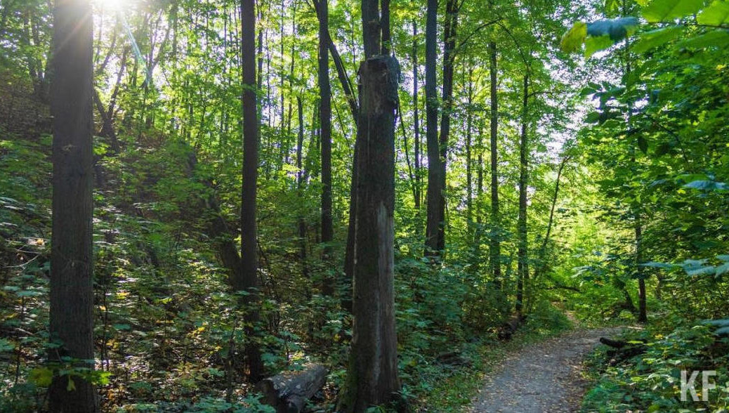 Средства пойдут на дополнение лесных культур на площади 1