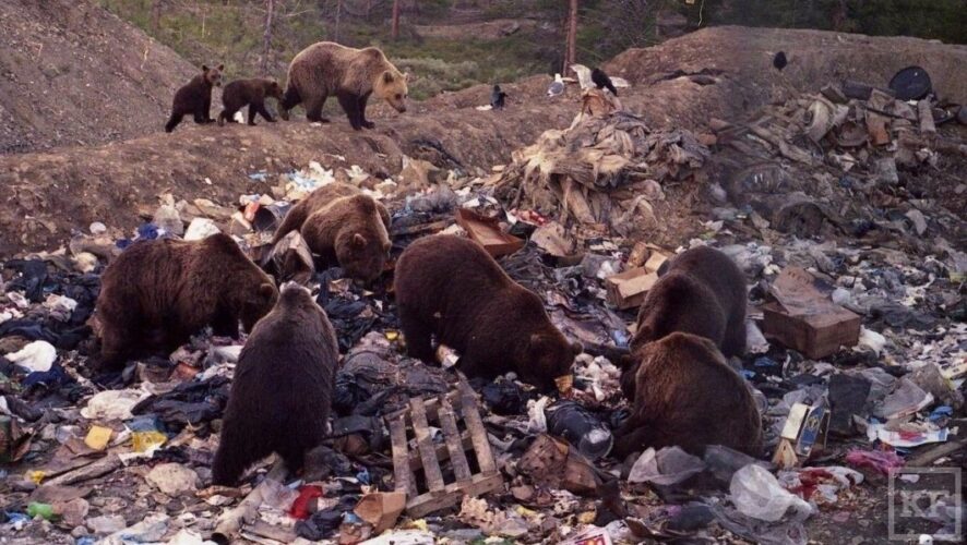 Популяция бурых медведей в Заполярье растет из-за несанкционированных свалок