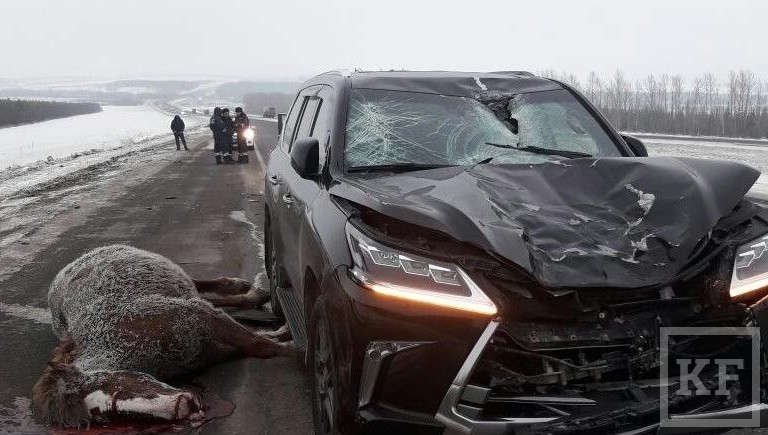Lexus LX-570 сбил лошадь в Мамадышском районе сегодня утром. Фото с места ДТП оказались в распоряжении KazanFirst.